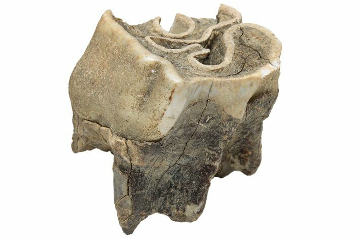 Fossil Woolly Rhino (Coelodonta) Tooth - Siberia #225603